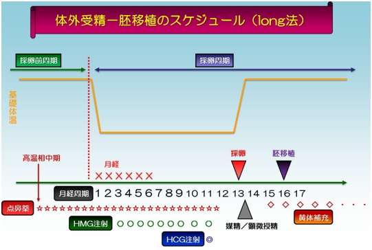 出産予定日 凍結胚移植