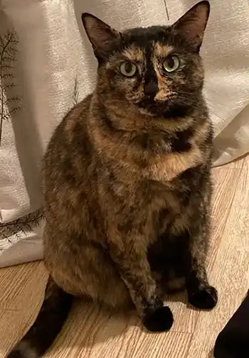 くまとらちゃん