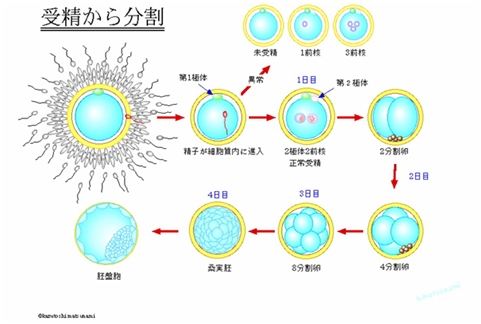 受精から分割