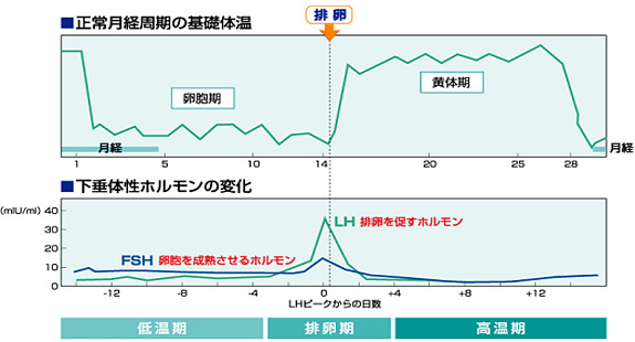 基礎体温について