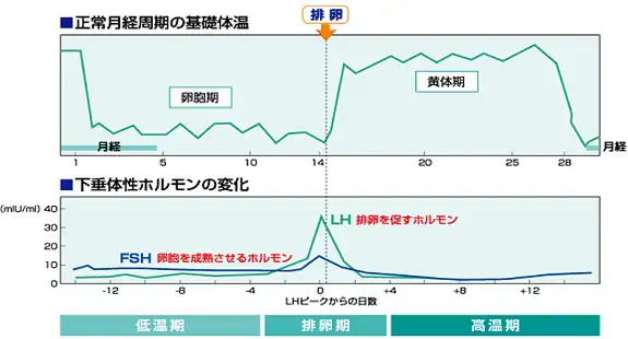 基礎体温について
